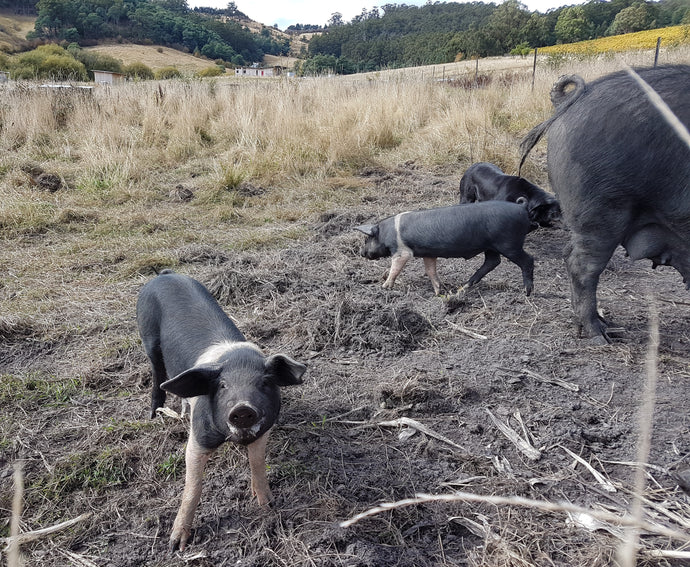A day at Fat Pig Farm – The perfect 40th Birthday Present